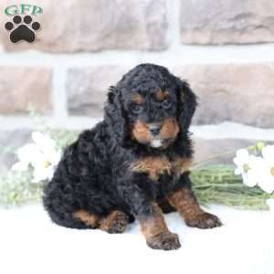 Reese, Cavapoo Puppy